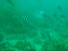 Diplodus hottentotus