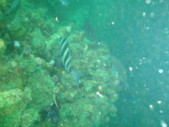 Diplodus hottentotus