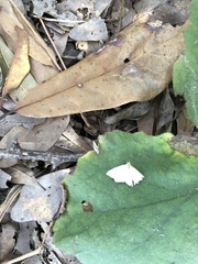 Macrochilo litophora