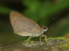 Cobalopsis miaba
