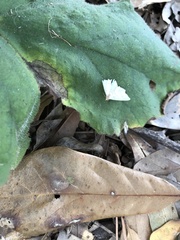 Macrochilo litophora