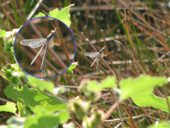 Archilestes californicus