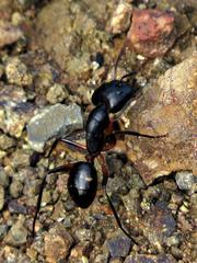 Camponotus sexpunctatus