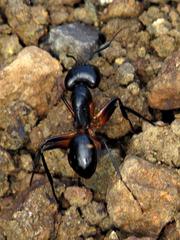 Camponotus sexpunctatus