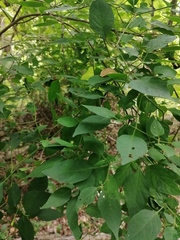 Capsicum annuum glabriusculum