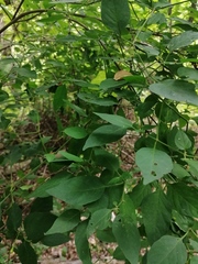 Capsicum annuum glabriusculum