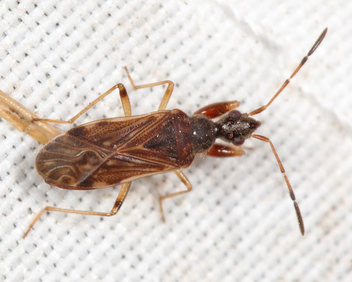 Heraeus plebejus Stal, 1874