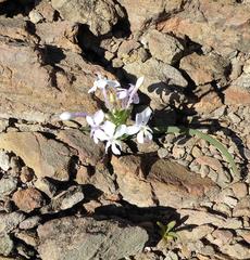 Lapeirousia pyramidalis pyramidalis