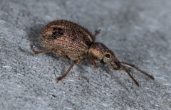 Thricolepis inornata
