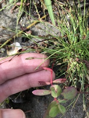 Eleocharis flavescens