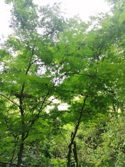 Vachellia campechiana