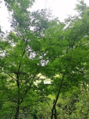 Vachellia campechiana