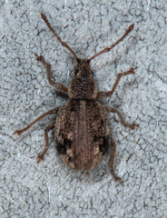Thricolepis inornata