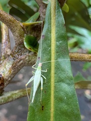 Oecanthus mhatreae