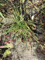 Eleocharis flavescens