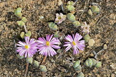Braunsia maximilianii
