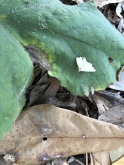 Macrochilo litophora