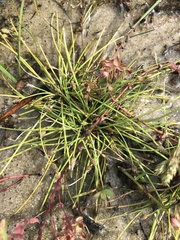 Eleocharis flavescens