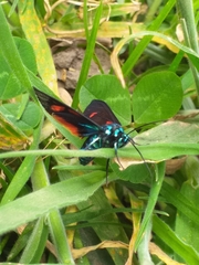 Cyanopepla fulgens