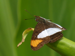 Adelpha coryneta