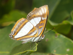 Adelpha coryneta