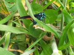 Cyanopepla fulgens