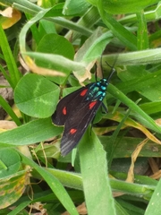 Cyanopepla fulgens
