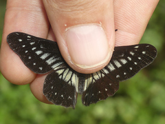 Catasticta colla punctata