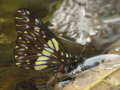 Catasticta colla punctata