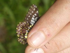Catasticta colla punctata