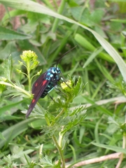 Cyanopepla fulgens