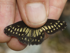 Catasticta pinava lucida