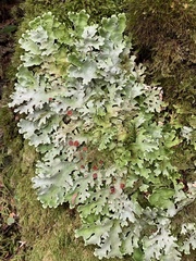 Pseudocyphellaria glabra