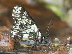Catasticta pinava lucida