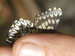 Catasticta pinava lucida