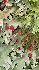 Pseudocyphellaria glabra