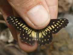 Catasticta pinava lucida