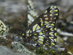 Catasticta pinava lucida