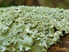 Punctelia appalachensis