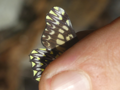 Catasticta pinava lucida