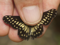 Catasticta pinava lucida