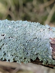 Punctelia appalachensis