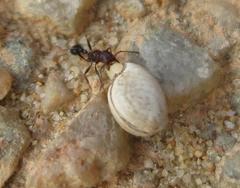Tetramorium sericeiventre