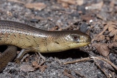 Cyclodomorphus michaeli