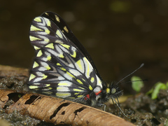 Catasticta pinava lucida