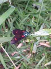 Cyanopepla fulgens