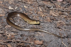 Cyclodomorphus michaeli