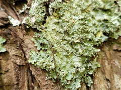 Punctelia appalachensis