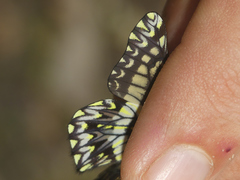 Catasticta pinava lucida