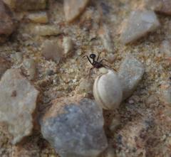Tetramorium sericeiventre